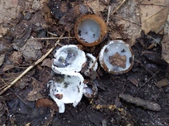 Hypomyces stephanomatis