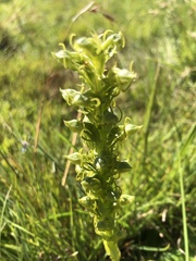 Habenaria lithophila