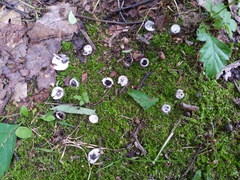 Hypomyces stephanomatis