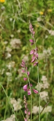 Polygala virgata