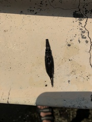 Nepomorpha
