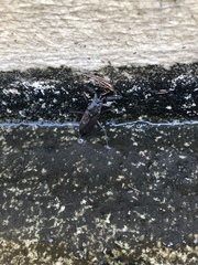 Nepomorpha
