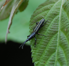 Brentus approximatus