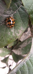 Harmonia axyridis