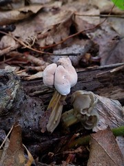 Hypomyces cervinus