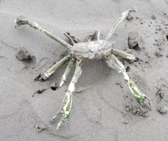 Macrophthalmus
