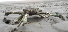 Macrophthalmus