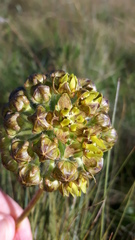 Asclepias macropus