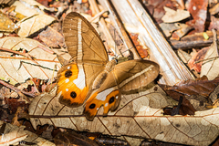 Pierella nereis