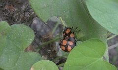 Botanochara decempustulata