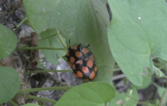 Botanochara decempustulata