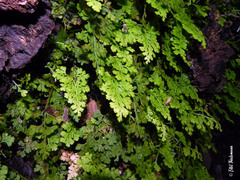 Asplenium dareoides