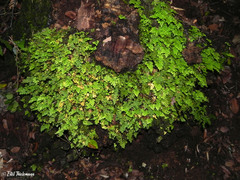 Asplenium dareoides