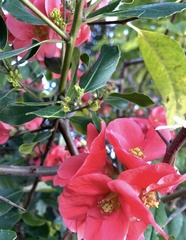 Angiospermae