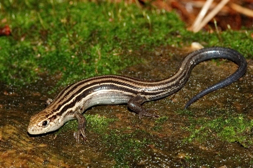 Prairie Skink