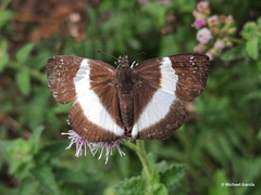 Eburuncus unifasciata