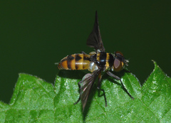 Pentatomophaga latifascia
