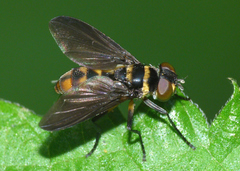 Pentatomophaga latifascia