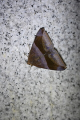 Bastilla maturata