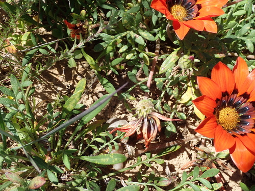 Image of Gazania rigida by no rights reserved