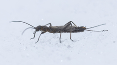 Allocapnia pygmaea
