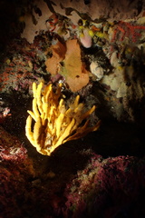 Axinella verrucosa