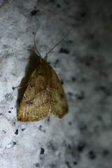 Rivula inconspicua