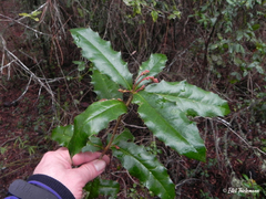 Berberis negeriana