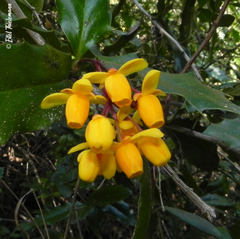 Berberis negeriana