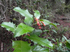 Berberis negeriana