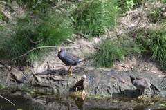 Gallinula tenebrosa tenebrosa