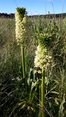 Eucomis pallidiflora pole-evansii