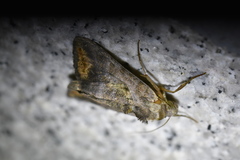 Anadevidia