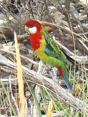 Platycercus eximius diemenensis