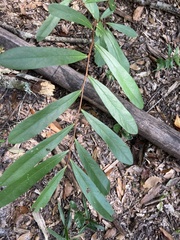 Asimina angustifolia