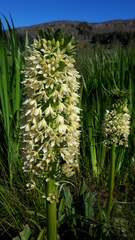 Eucomis pallidiflora pole-evansii
