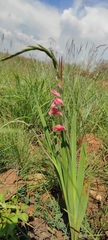 Gladiolus crassifolius