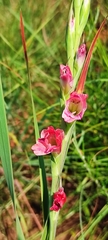 Gladiolus crassifolius