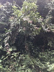 Lepidaploa canescens