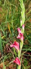 Gladiolus crassifolius