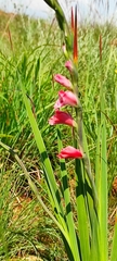Gladiolus crassifolius