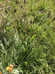 Senecio discodregeanus