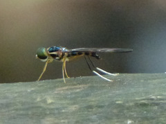 Ptecticus longipennis