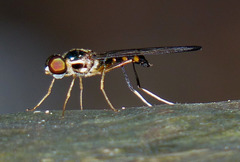 Ptecticus longipennis