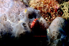 Speleogobius trigloides