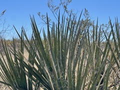 Yucca baccata brevifolia