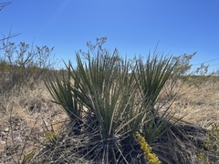Yucca baccata brevifolia