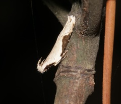 Hypatima