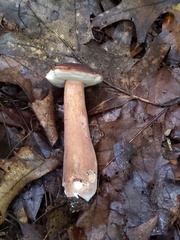 Tylopilus badiceps