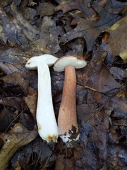 Tylopilus badiceps